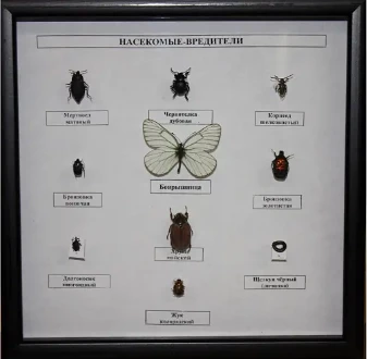 Коллекция - насекомые-вредители