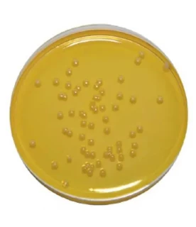 Петритест на определение Стафилококка