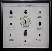 Коллекция - насекомые-вредители