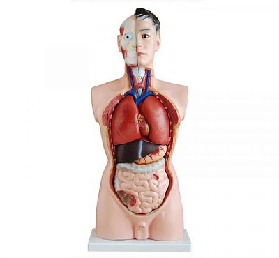 Анатомические муляжи и фантомы:uz:Anatomiya modellari va fantomlar