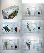 Коллекция - голосеменные растения