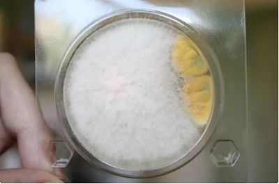 Петритест (подложка) на определение дрожжей и грибов