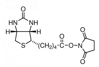 H1759-25MG  (+)-Биотин N-гидроксисукцинимидный эфир, ≥98% (ВЭЖХ), порошок, 25 мг