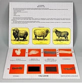 Коллекция - шерсть для начальной школы