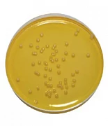 Петритест на определение Стафилококка