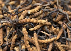 Cordyceps Cordyceps sinensis hamma uchun tabiiy tonik